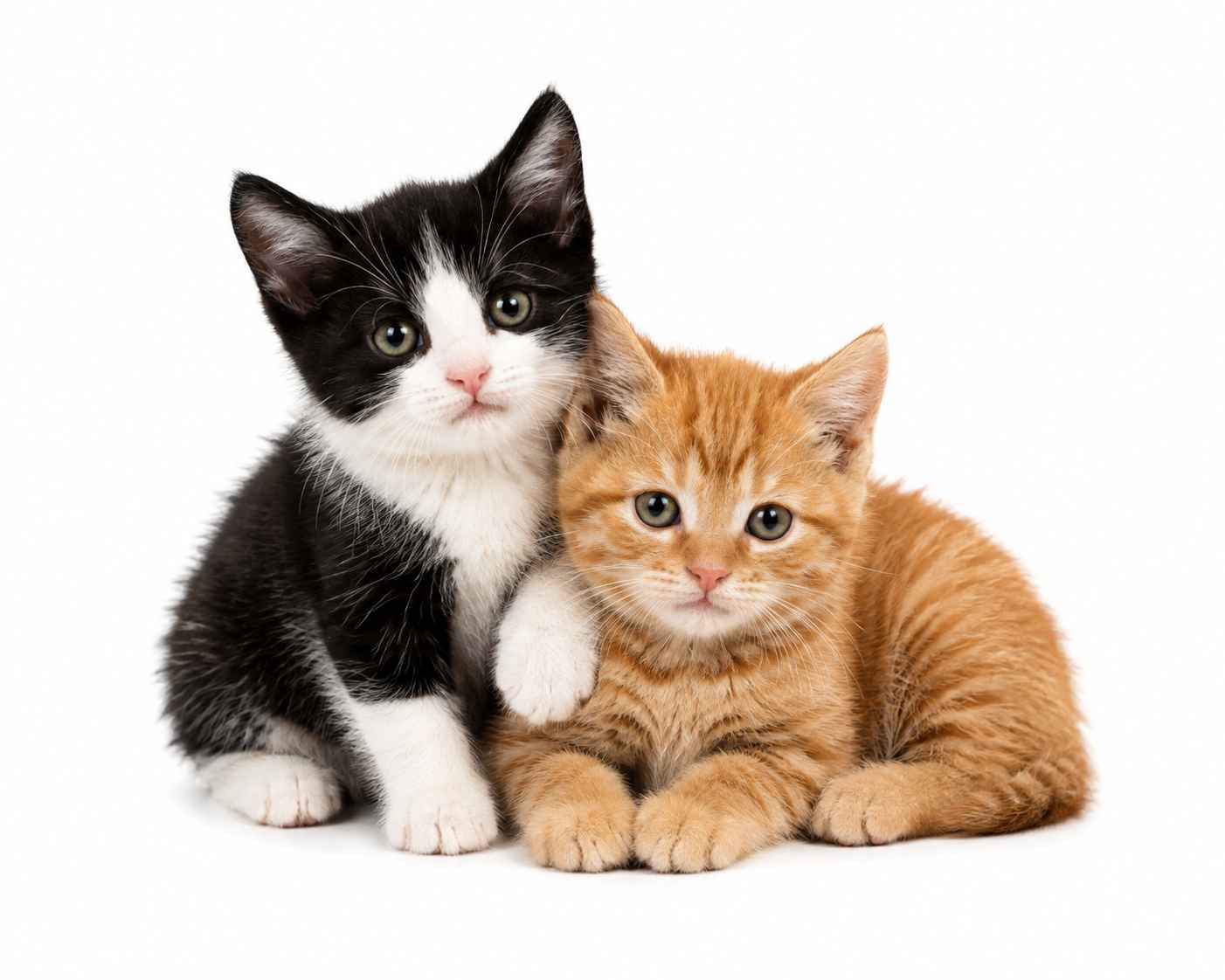 pet sitting services for cute kittens cranleigh